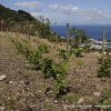 Il Giardino Mediterraneo