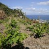 Il Giardino Mediterraneo